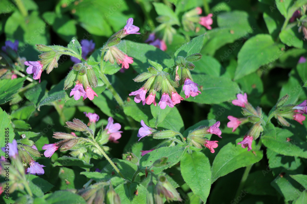 Lungwort (Pulmonaria) blooms in the wild spring forest Lungwort (Pulmonaria) blooms in the wild spring forest