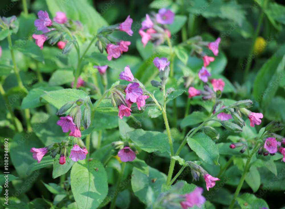 Lungwort (Pulmonaria) blooms in the wild spring forest Lungwort (Pulmonaria) blooms in the wild spring forest