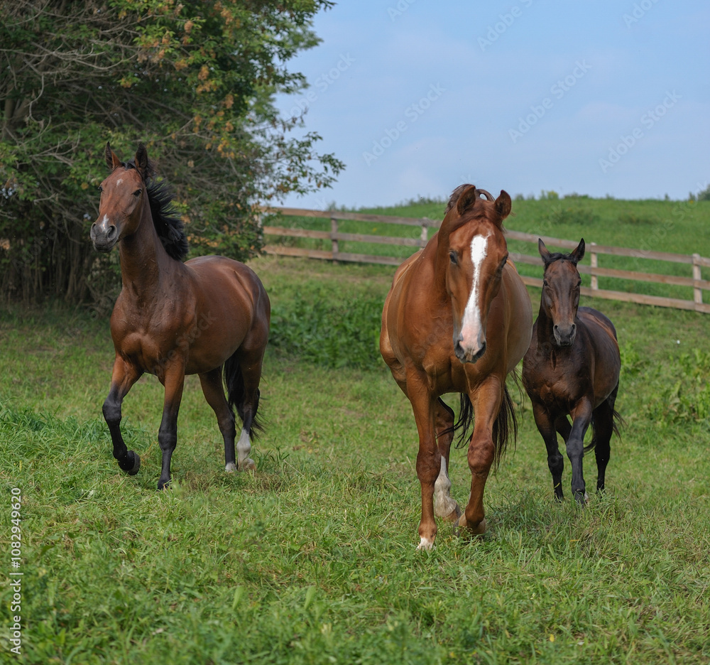 Obraz premium three horses running free in field of green grass in pen paddock or pasture of farm barn stable one chestnut horse with white blaze and two bay horses together in herd at boarding stable outdoors run