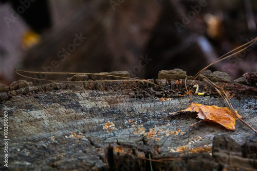 Autumn Tree Stump Closeup