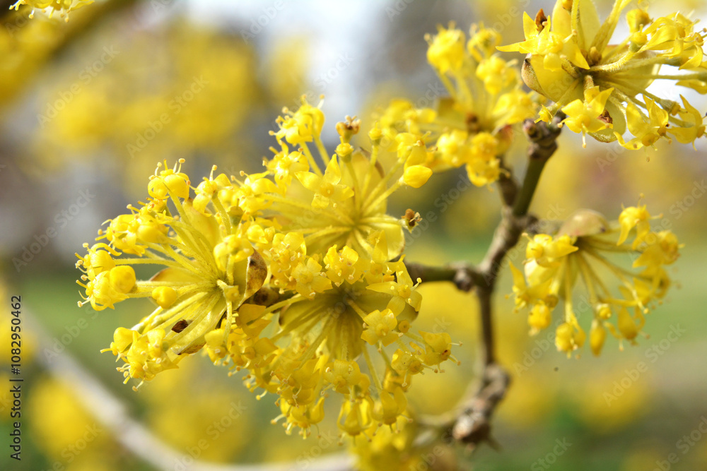 In nature, cornel is real (Cornus mas) blooms In nature, cornel is real (Cornus mas) blooms