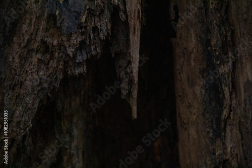 Tree Cave/Rotting Tree