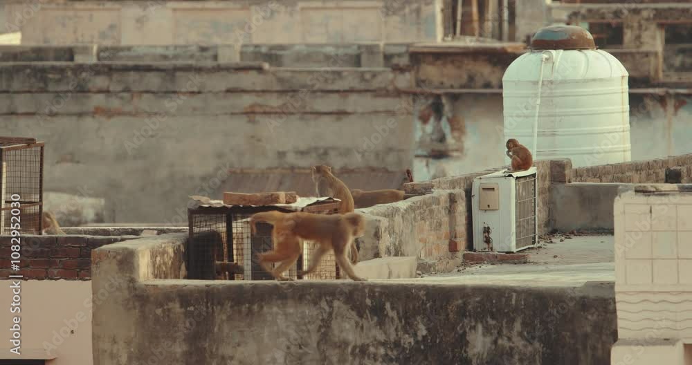 Agra, Uttar Pradesh, India. Many Monkeys Climb And Walk On Roof. Grilles On Air Conditioners To Protect Against Monkeys. Animal Life In Urban Environment. Animals Live Next To People. Bonnet Macaque - Agra, Uttar Pradesh, India. Many Monkeys Climb And Walk On Roof. Grilles On Air Conditioners To Protect Against Monkeys. Animal Life In Urban Environment. Animals Live Next To People. Bonnet Macaque -