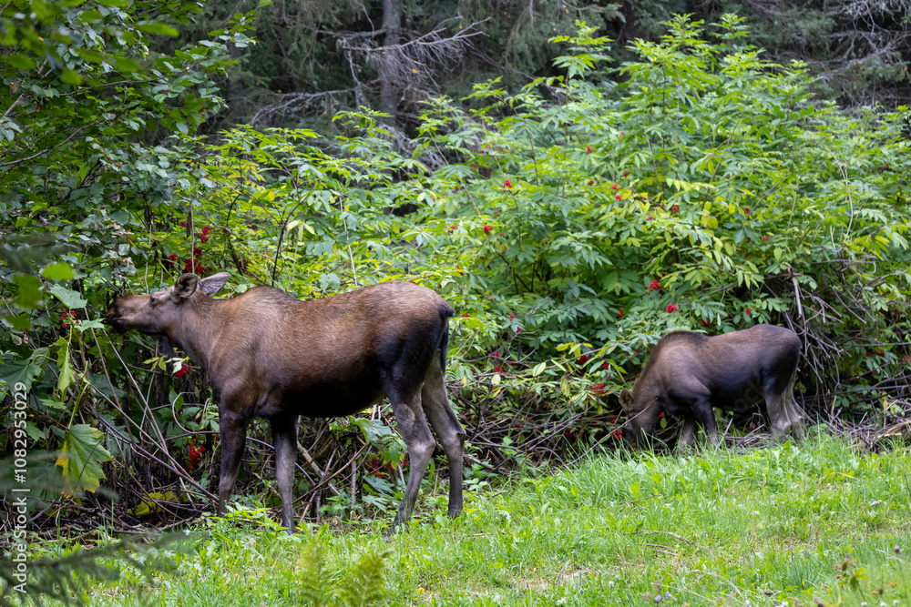 Cow and Calf Alaska Yukon Moose in Autumn Cow and Calf Alaska Yukon Moose in Autumn