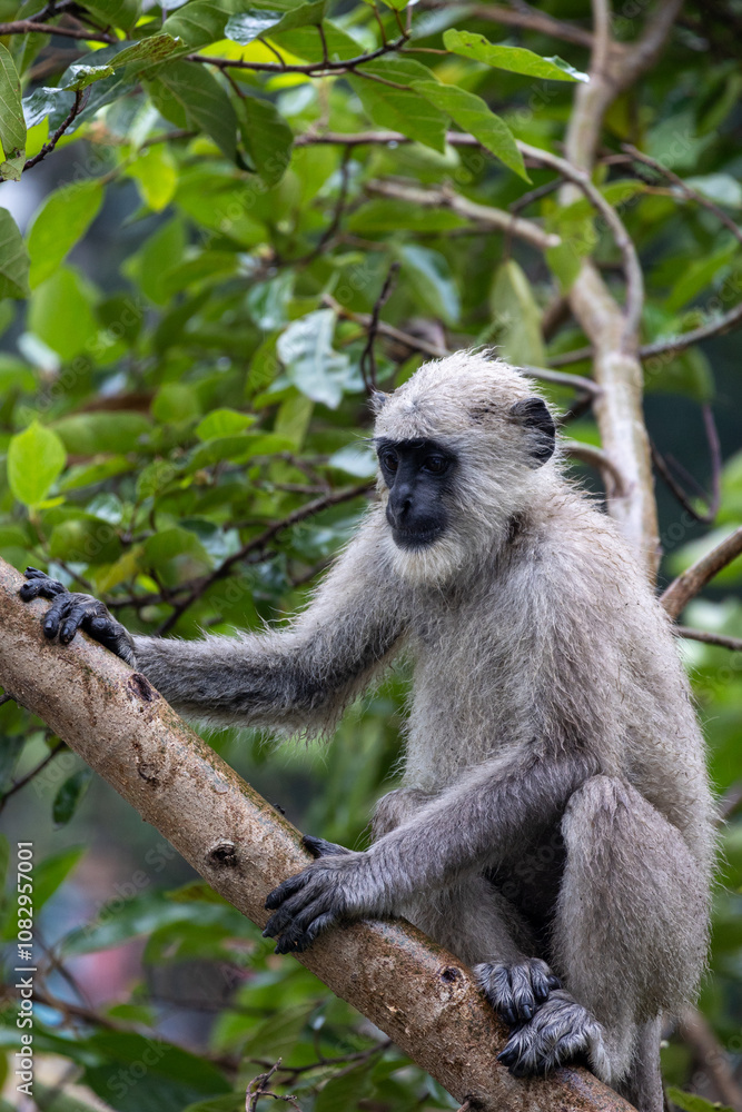 Obraz premium Lone Indian long-tailed dark-faced langur perched among trees, blending into the lush foliage. A serene wildlife moment in the natural habitat of this iconic primate in the tropical asia 