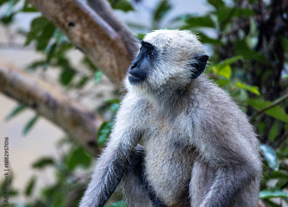 Obraz premium Lone Indian long-tailed dark-faced langur perched among trees, blending into the lush foliage. A serene wildlife moment in the natural habitat of this iconic primate in the tropical asia 