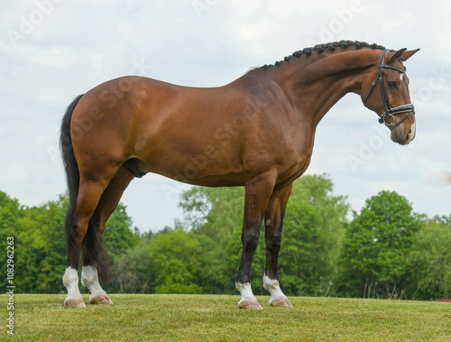 horse conformation shot of well groomed bay hanoverian stallion with good conformation fit healthy and muscled with mane braided  blue sky and greenery in background horizontal equine image type space