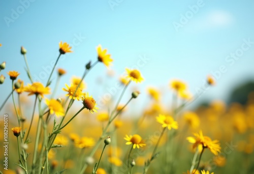 Vibrant yellow wildflowers bloom in a sunny field under a clear blue sky during springtime