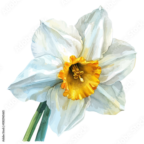 A watercolor painting of Narcissus flower, isolated on a white background. Narcissus vector.