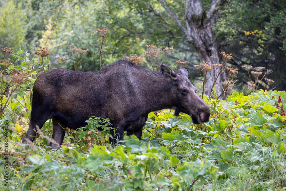 Alaska Yukon Cow Moose in Autumn Alaska Yukon Cow Moose in Autumn