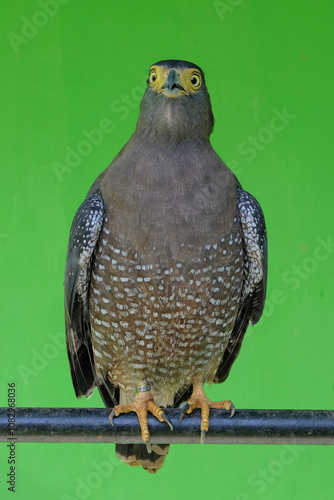 Closed up of a Crested Serpent Eagle or Spilornis cheela bird facing front. Crested Serpent Eagle in zoo on green background. Black with a white stripe on the rear end of the wings photo