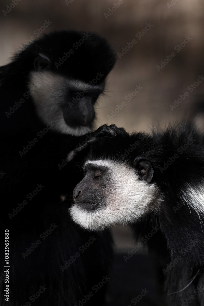 Obraz premium 頭の毛繕いをするアビシニアコロブスたち