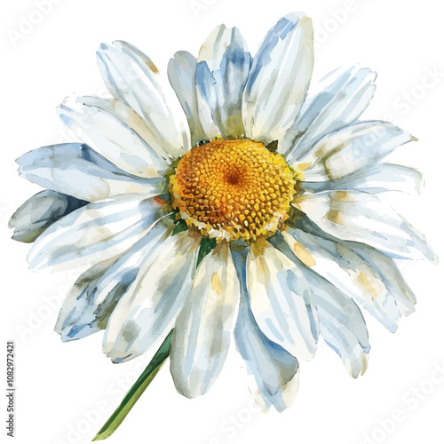 A watercolor of Oxeye Daisy flower, isolated on a white background. Oxeye Daisy vector.