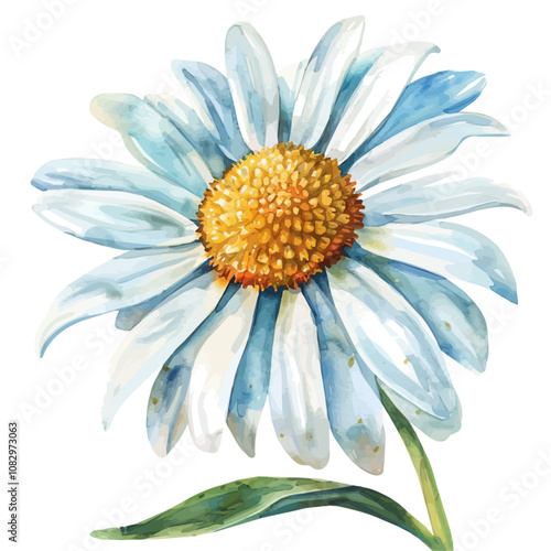 A watercolor painting of Oxeye Daisy flower, isolated on a white background. Oxeye Daisy vector.