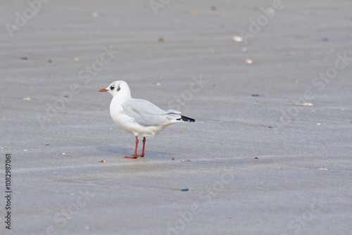 mouettes sur la plage