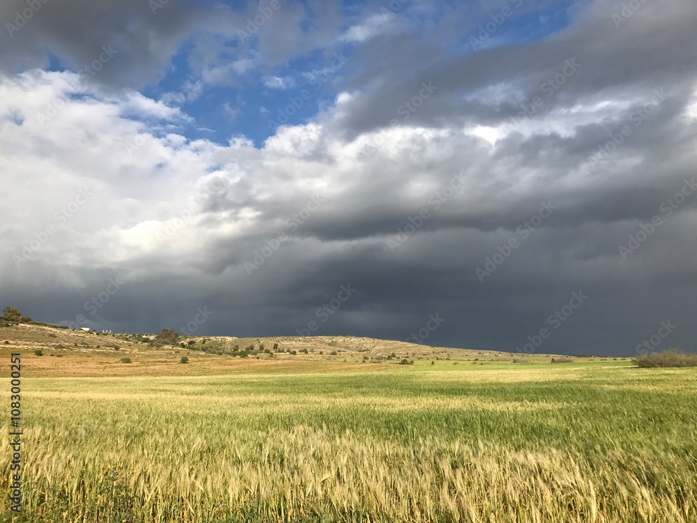 Fototapeta premium field of wheat and sky