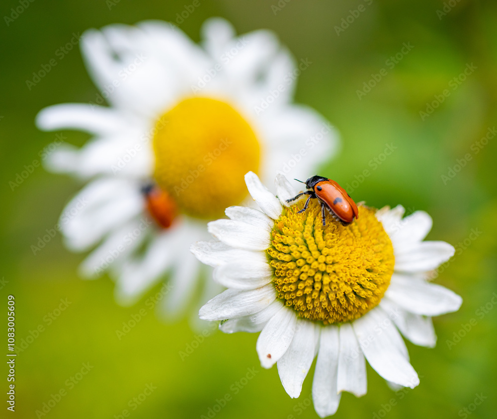 Obraz premium ladybug on camomile