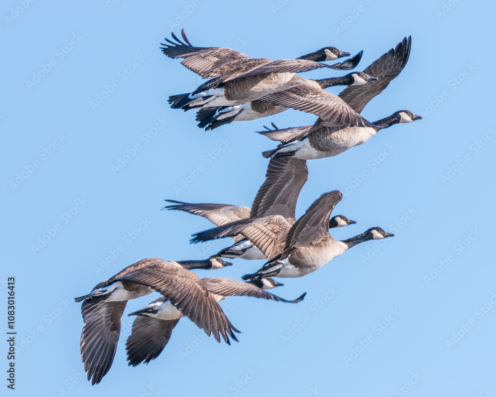 Obraz premium Canada geese skein flying against a blue sky 1