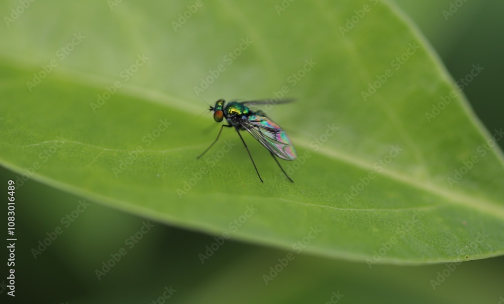 Fototapeta premium Close-up of a metallic green fly on a leaf, showcasing iridescent wings and fine details. Ideal for nature, insect, and macro photography themes.
