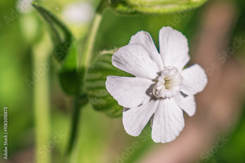 White campion 1 photo