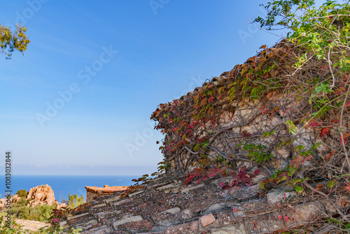 Obraz na plátně a very old wall, densely overgrown with vines