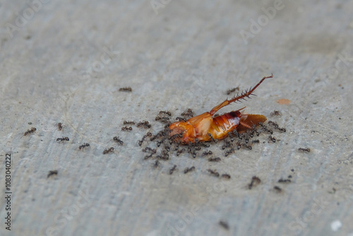 A group of black ants eat a dead cockroach. Closed up headless cockroach bankai.The cockroach died and was eaten by ants photo