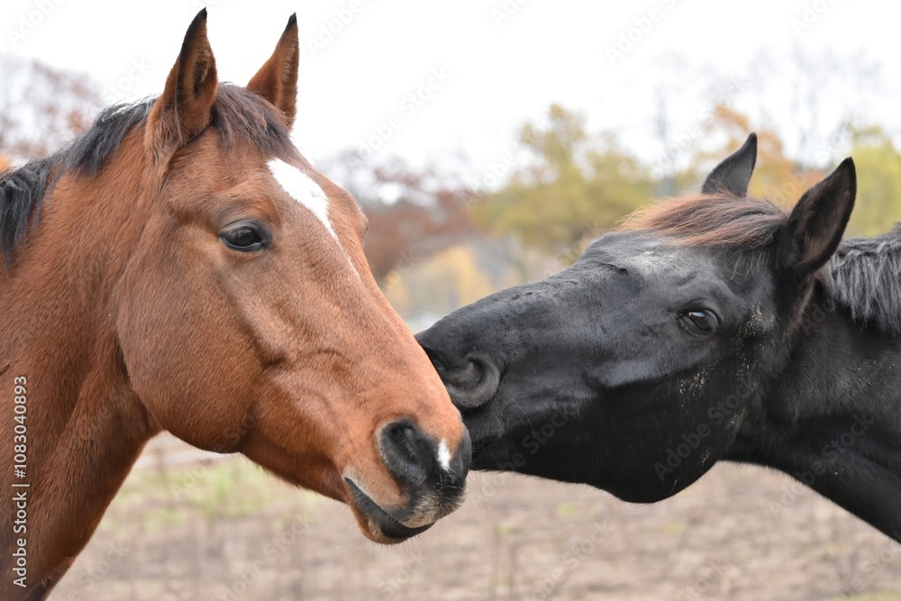 Fototapeta premium two parody horses stand next to each other touching each other