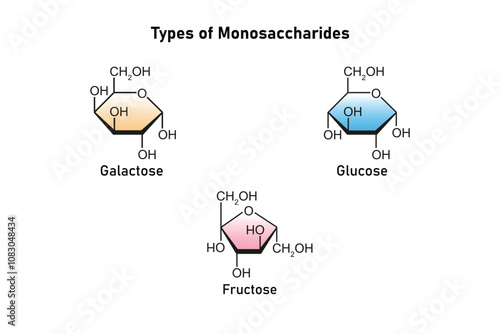 Types of Monosaccharides (Glucose, Galactose and Fructose) Science Design. Vector Illustration.
