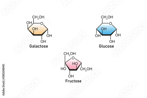 Types of Monosaccharides (Glucose, Galactose and Fructose) Science Design. Vector Illustration.