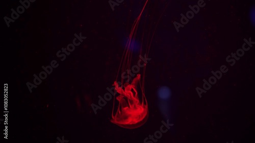 video collection. Sea and ocean jellyfish swim in the water close-up. Illumination and bioluminescence in different colors in the dark. Exotic and rare jellyfish in the aquarium photo