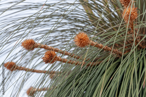 Close-up of the flowers of Kingia australis, an iconic Australian grass tree. The spiky, spherical flower heads are displayed on thin stems, surrounded by slender, grass-like leaves. photo