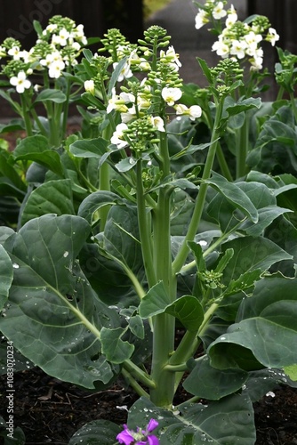 Chinese broccoli (Brassica oleracea) flowers. A cruciferous green vegetable native to China. An ingredient in Chinese cuisine.