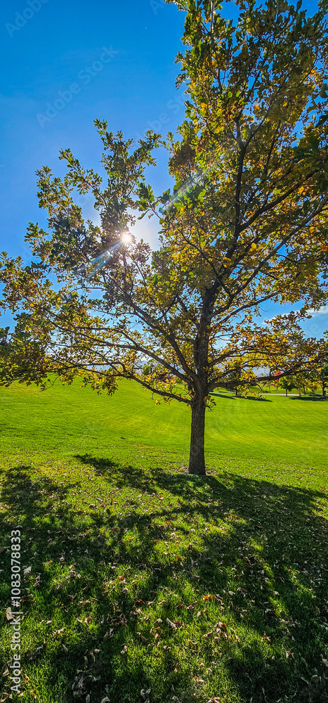 Fototapeta premium landscape with trees