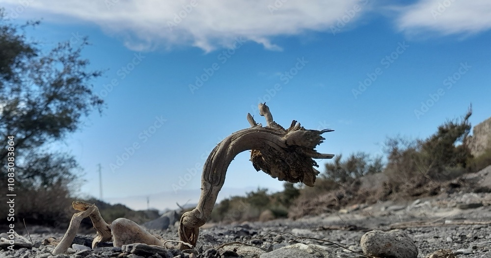 Fototapeta premium Dead driftwood desert blue sky