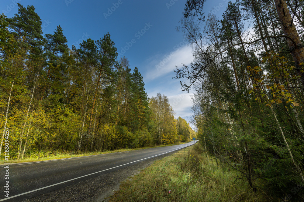 Obraz premium A road with trees on either side and a clear blue sky