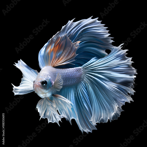 amazing silver Betta fish male with long tail and fins posing against black background. close up. Digital artwork.  Ai generated photo