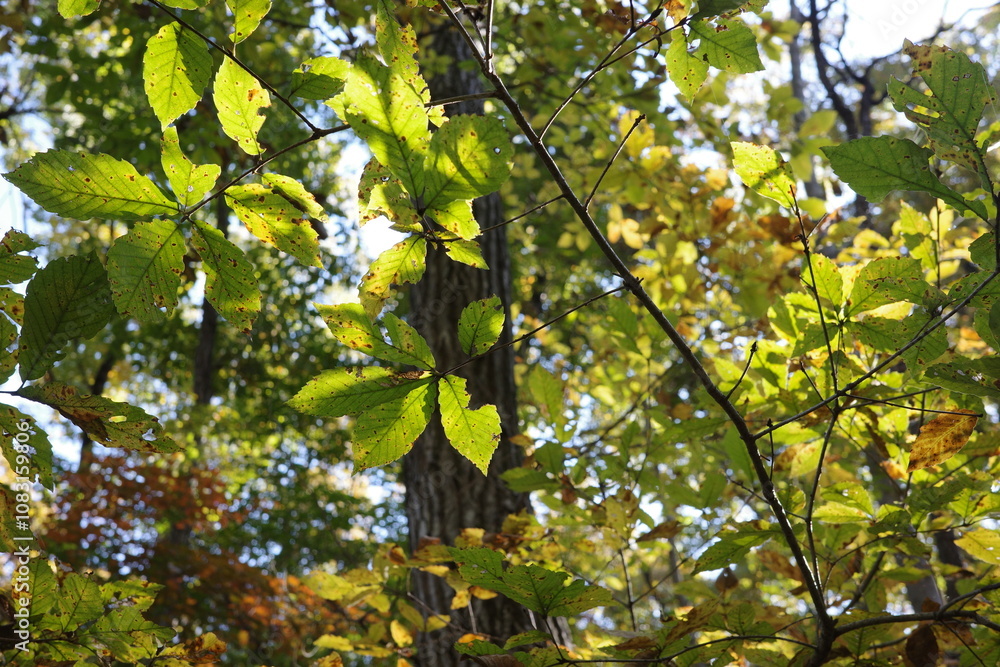 Fototapeta premium 秋、徐々に紅葉しつつある落葉紅葉樹の森