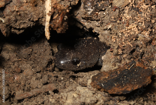 A Jefferson's Salamander (Ambystoma jeffersonianum) pokes its head out of a hole in the ground where it hides for safety. 