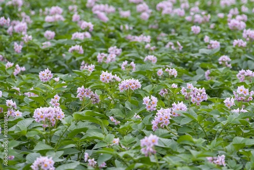 メークインの花咲く photo