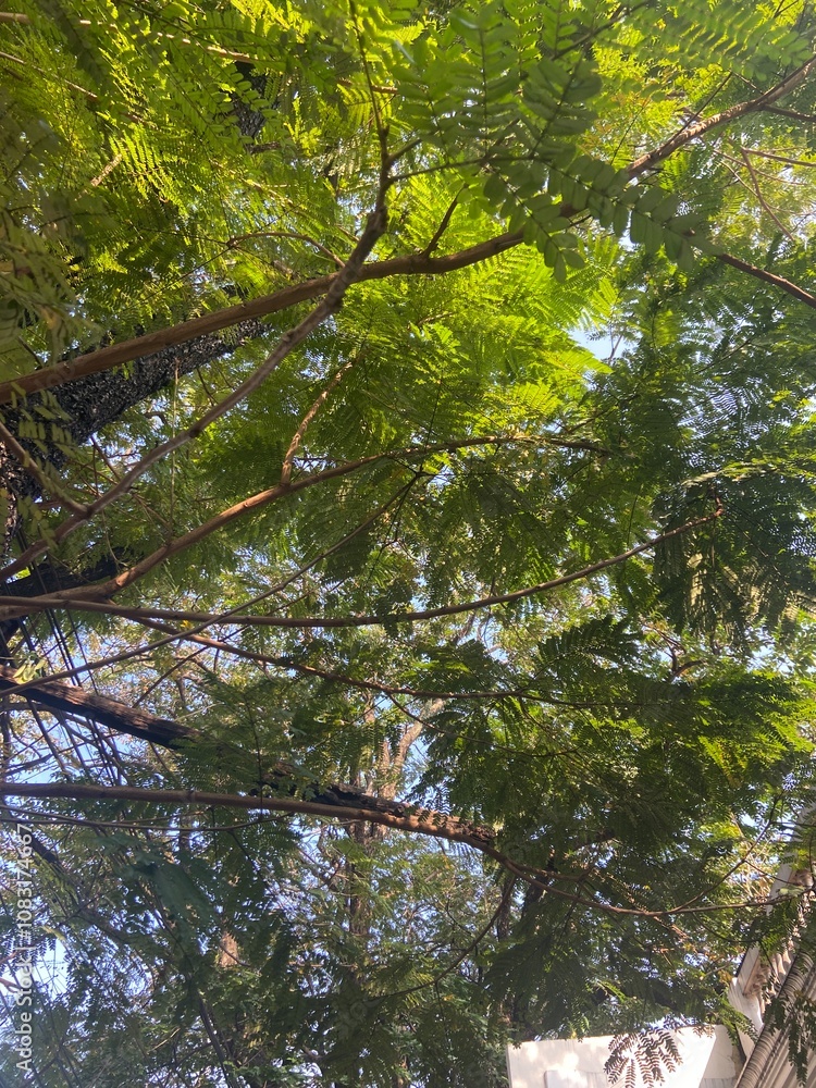 Fototapeta premium forest in the morning