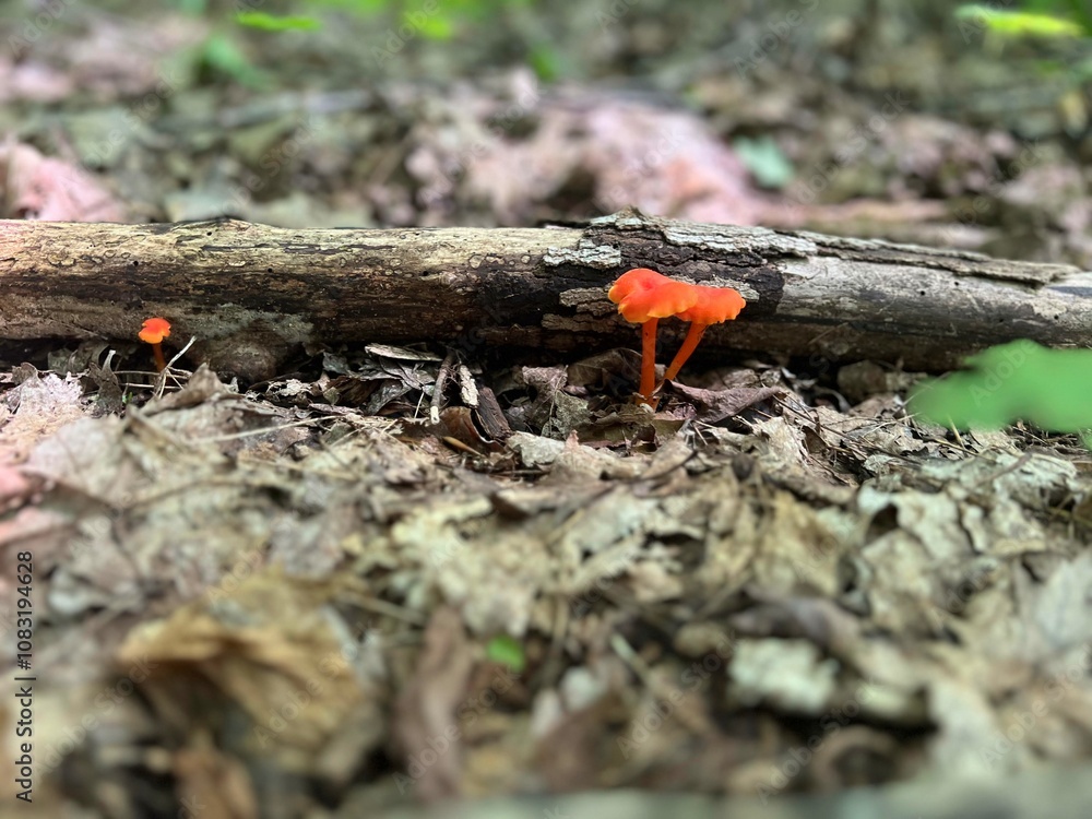 Obraz premium Mushrooms on the Forest Floor 