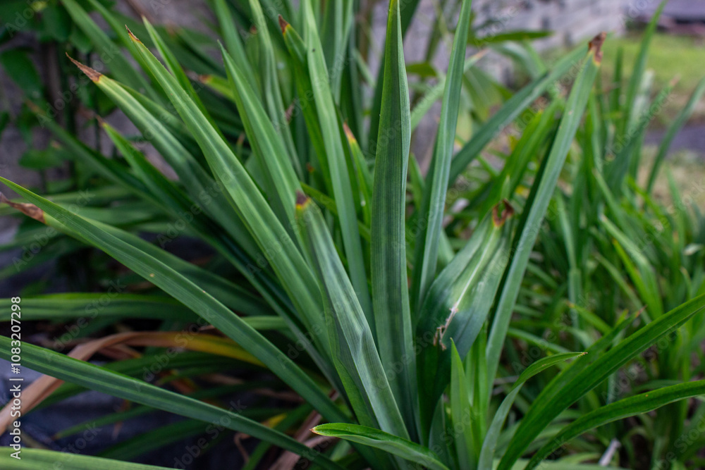 Obraz premium Vibrant image of the pandan plant (Pandanus amaryllifolius) thriving in a tropical setting, showcasing its long, blade-like leaves that grow in fan-shaped bunches. 