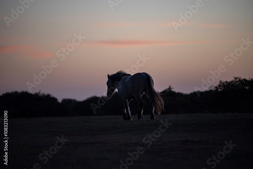 Silhouette of a Highland Pony
