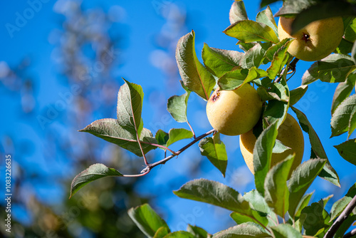 apple on tree