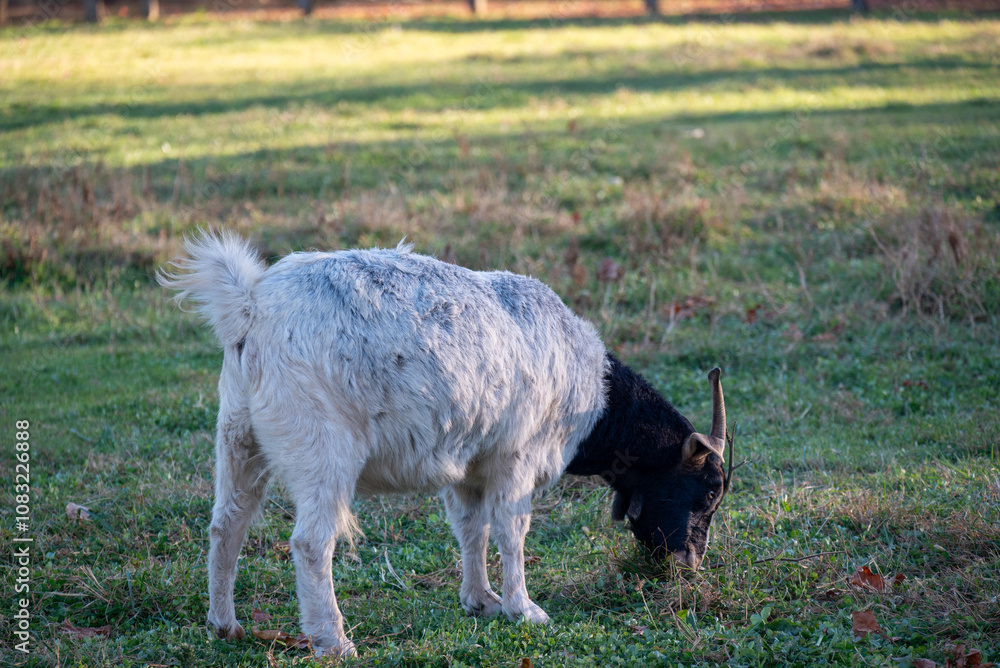 Obraz premium goat in the meadow
