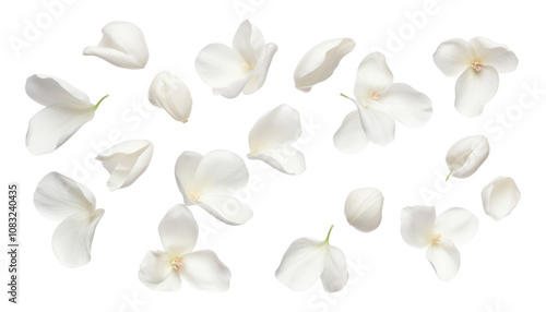 flying white petals isolated on transparent background cutout