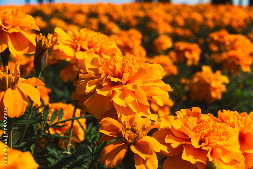 Obraz premium マリーゴールドが咲く丘の鮮やかなオレンジ色のマリーゴールドの花