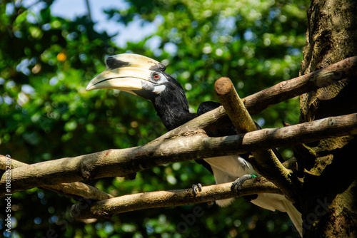 Oriental Pied Hornbill or Anthracoceros albirostris, a species of bird that is very beautiful and has a large beak photo