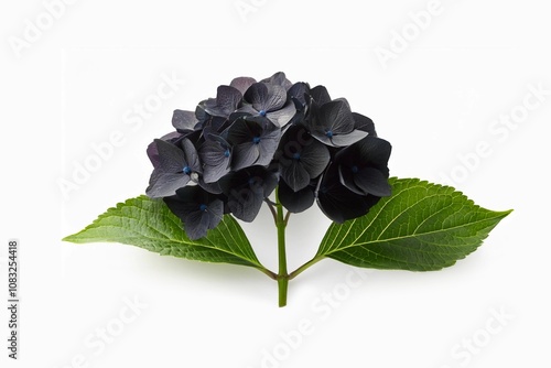 black Hydrangea flowers in isolated white background. With a harmonious balance of mystery and natural beauty."

