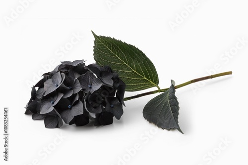 black Hydrangea flowers in isolated white background. With a harmonious balance of mystery and natural beauty."

